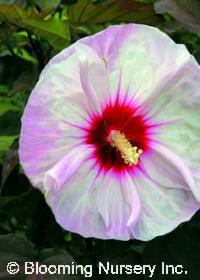 Hibiscus 'Crown Jewels'